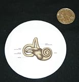 3" button / pin printed with Inner Ear