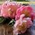 Flowers Calendar 2009 (Wall Calendars)