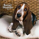 Basset Hounds 2008 Square Wall