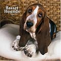 Basset Hounds 2008 Square Wall Calendar