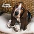 Basset Hounds 2008 Square Wall Calendar