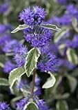 Amazon / Hirts: Bluebeard: White Surprise Bluebeard Caryopteris - Very Hardy