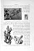 Natural History 1896 Branching Coral Madrepore Sea