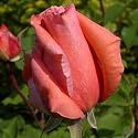 New Born Baby Gifts - Rose Blessings