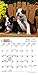 Boston Terrier Puppies 2016 Calendar