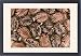 Framed Prints of Castor Oil Seeds from Ardea Wildlife Pets