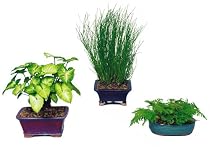 Brussel's Selaginella Fern Indoor Bonsai Tree