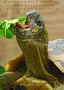 Naturalistic keeping and breeding of Hermann�'s Tortoises