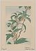 Reprint Historic Japanese Print Drawing shows stem with leaves and small flowers 1870