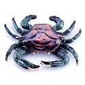 SPI 30748 Crab Doorknocker