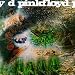 A Saucerful of Secrets