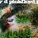 A Saucerful of Secrets