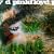 A Saucerful of Secrets