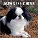 Japanese Chins: 2003