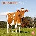 Holsteins 2012 Square 12X12 Wall Calendar