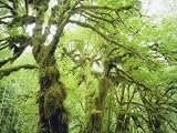 Moss Growing from Trees in a Rainforest, Olympic National Park, Washington, USA Photographic Poster Print by Christopher Talbot Frank, 12x16