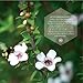 Beenigma Bee Venom Anti-Aging Cream