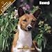 2008 Basenji 2008 16 Month Wall Calendar **IN STOCK NOW**