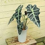 【観葉植物】:アロカシア “ポリー”* (アローカシア)