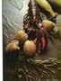 American Cooking: New England, With Supplementary Chapters on the Cooking of Eastern Canada,