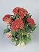 Close-Up of Plumed Cockscomb Flowers (Celosia Argentea) Photographic Poster Print by G. Cigolini, 18x24