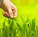 Human Hand Touching Green Grass - 24