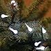 100 white LED berry lights, green wire, multi-function controller, outdoor transformer and controller - indoor or outdoor Christmas lights