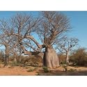 6 TRUE ADANSONIA digitata "Baobab" Bottle Tree Seeds -Now back in stock- Great for BONSAI or Indoor Container House Plants