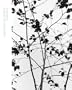 Peter Coffin: Plant Book