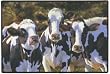 Dairy Queens Cow Doormat Holstein Black White Bonnie Marris