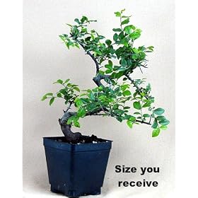 Imported Chinese Bird Plum Bonsai Tree - Sageretias