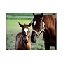 Melissa & Doug Mare and Foal 60 Piece Jigsaw Puzzle