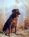 Chocolate Labrador Retriever Cute Dog Art Poster Print - 16 X 20