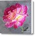 Strange Rose Canvas Print / Canvas Art - Artist Ben and Raisa Gertsberg