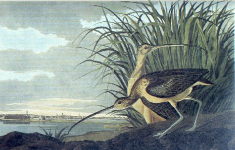 John James Audubon: Writings and Drawings (Library of America) under Natural History in The Books Store