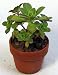 Love Struck Plant - Aeonium decorum varegatum - Easy