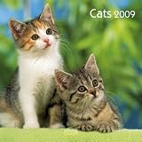 Katzen / Cats 2009. Broschuerenkalender inkl. Geburtstagskalender