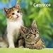 Katzen / Cats 2009. Brosch�renkalender inkl. Geburtstagskalender