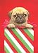   - The Christmas Pug Christmas Card