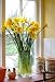 Backlit Daffodils in a Family Kitchen - 24