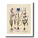(16x20) Iris Bulbs (Plant Study) Art Print Poster