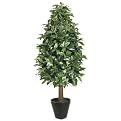 Laurel Tree in Black Round Pot - 4'