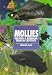 Mollies: Keeping & Breeding Them in Captivity