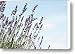 English Lavender Canvas Print / Canvas Art - Artist Neil Overy
