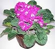 Giant African Violet Bush (Magenta)