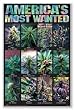 America's Most Wanted Pot 24"x36" Art Print Poster