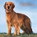 Golden Retrievers 2007 Calendar