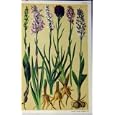 BOTANICAL PRINT c1885 COELOGLOSSUM ORCHIS WERNER COLOUR
