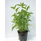 【20本セット】 ヤマアジサイ 樹高0.4m前後 15cmポット 山紫陽花 やまあじさい 苗木 植木 苗 庭木 生け垣