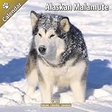 Alaskan Malamute 2011 Wall Calendar #10004-11